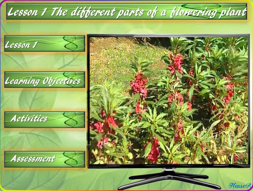 Lesson 1: the different parts of a flowering plant